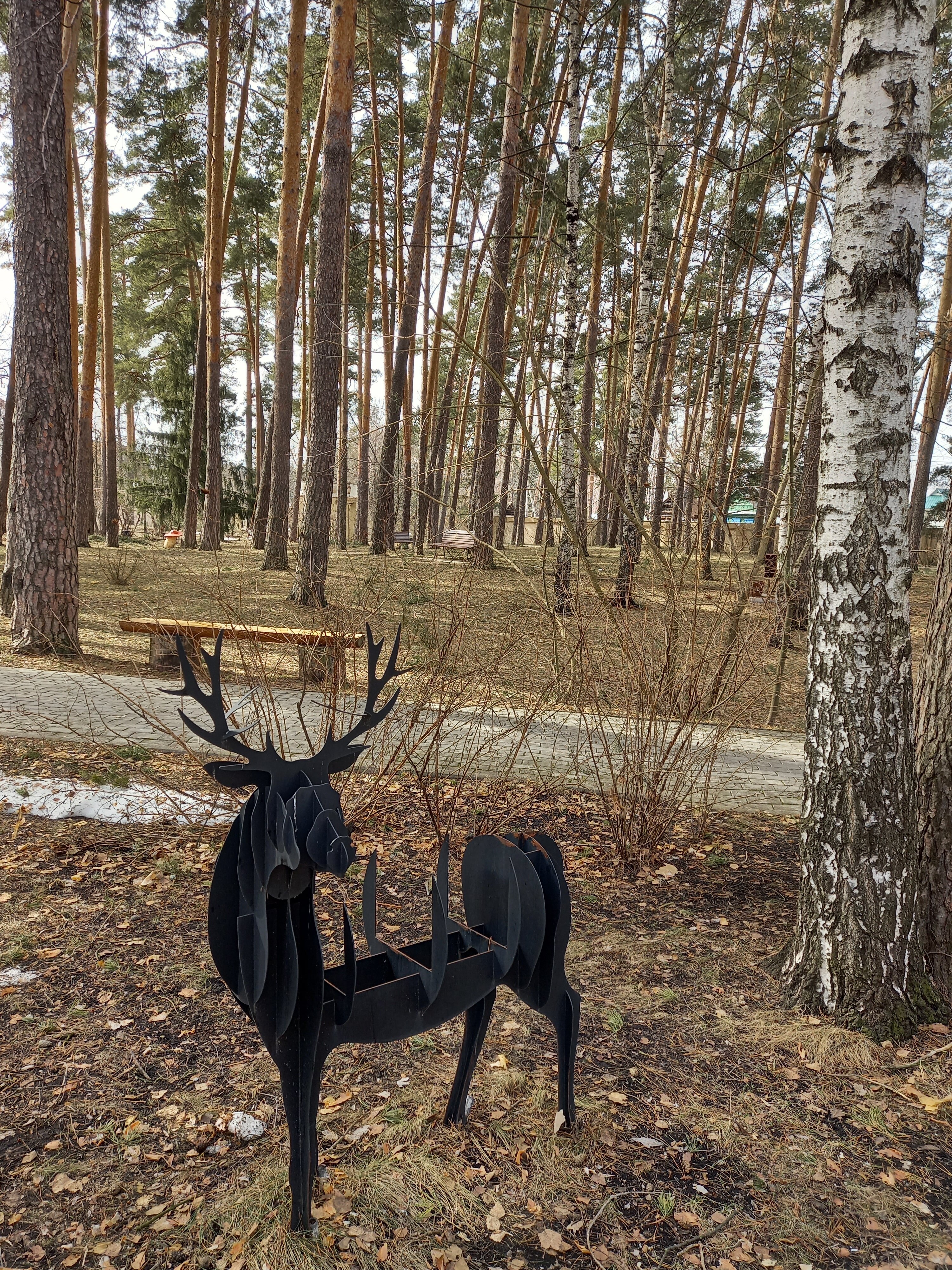 Фото Серебряный бор