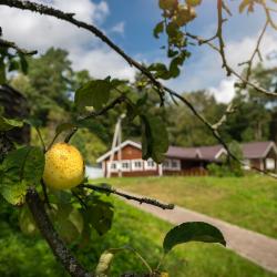 Фото Лесные поляны