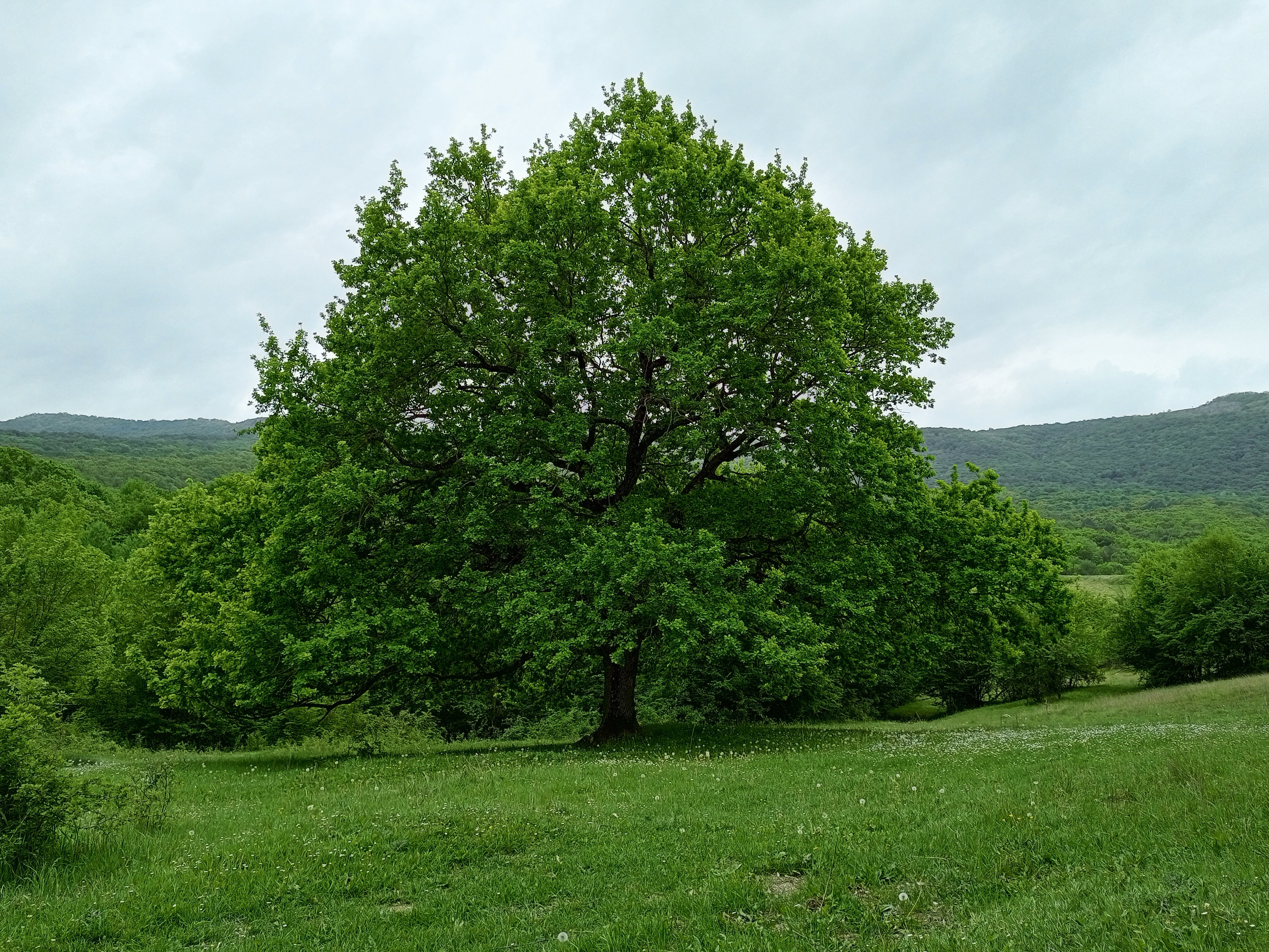 Фото Богатое ущелье