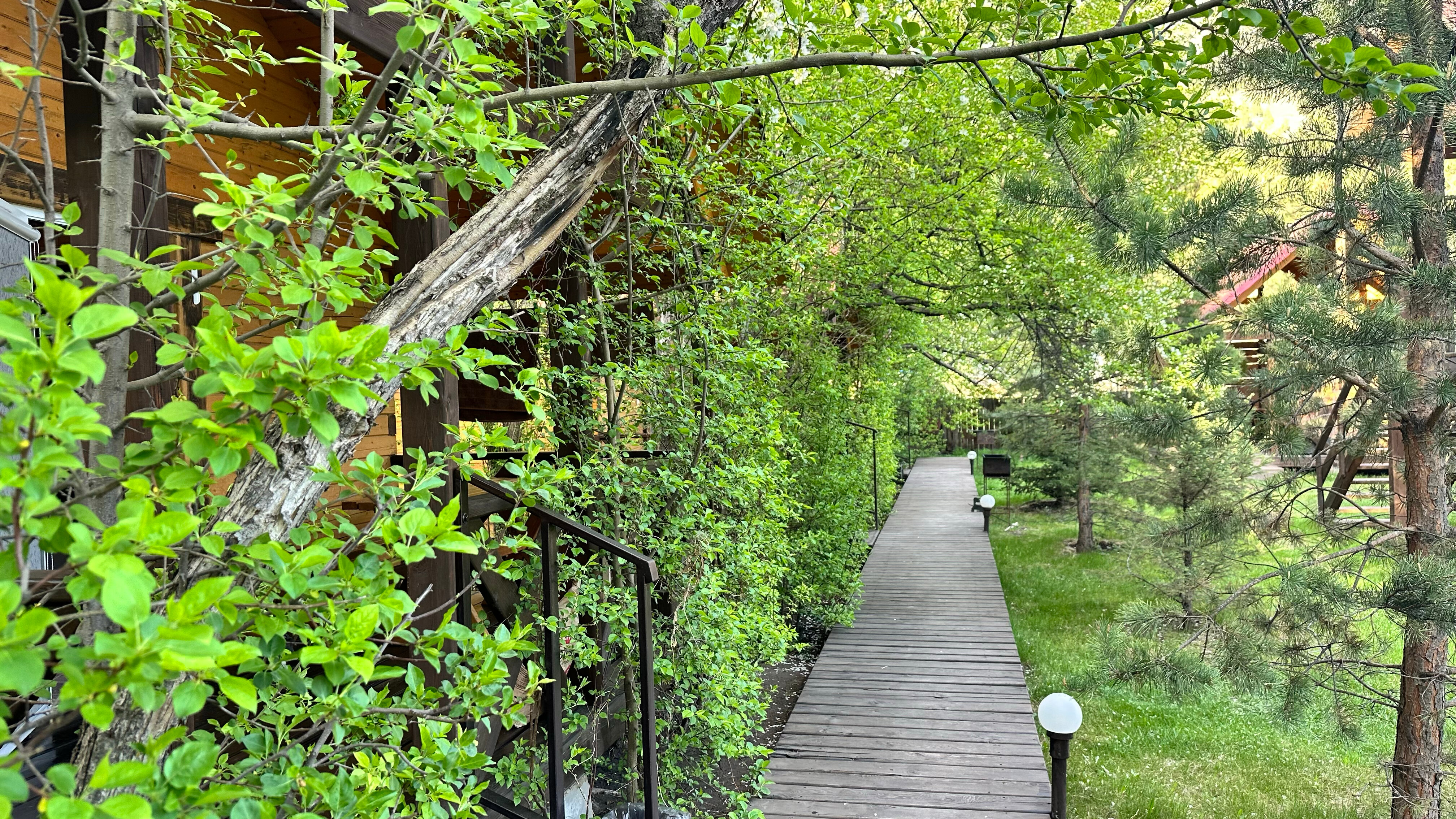 Фото Чемальское лето