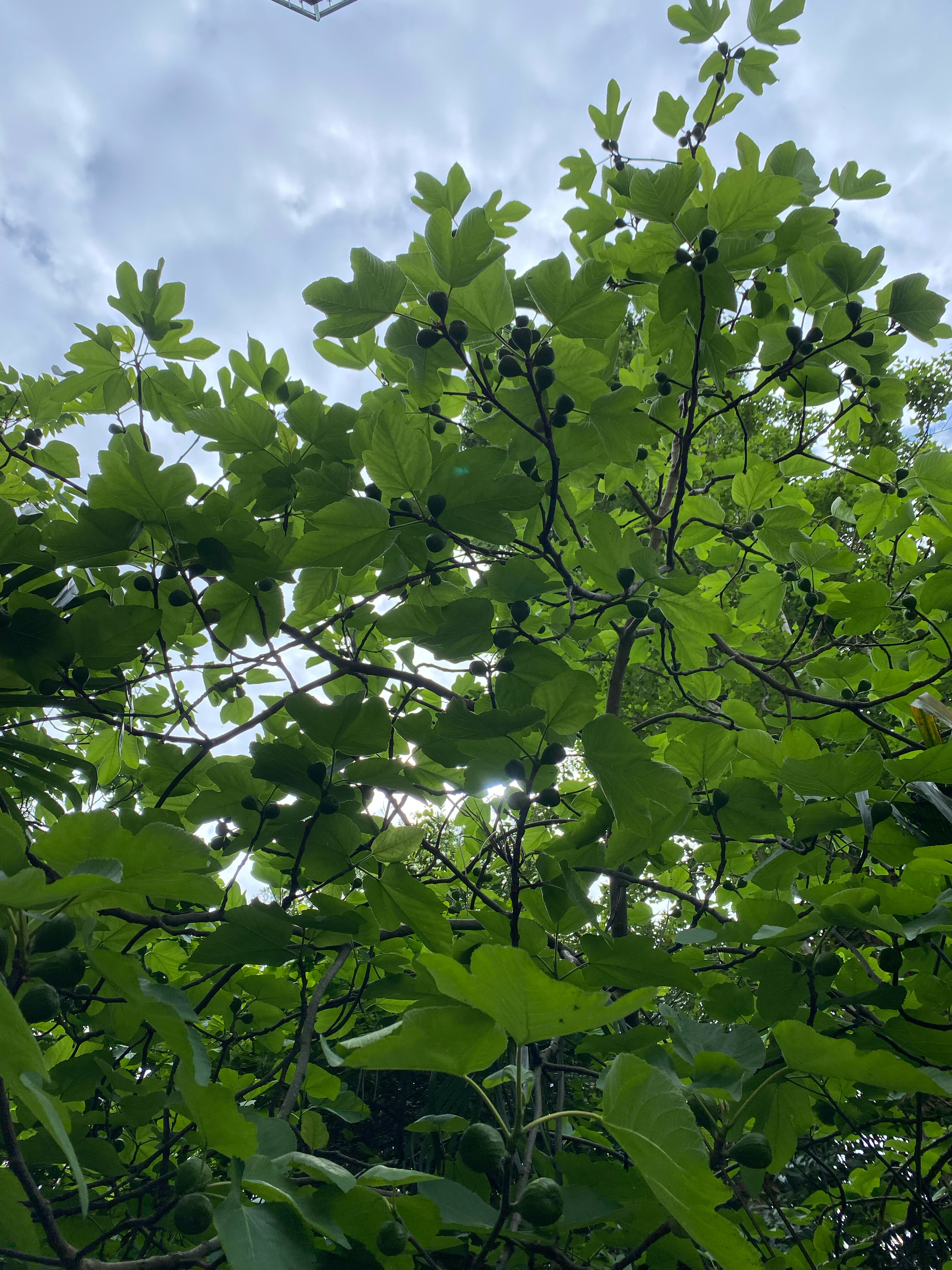 Фото Бирюза