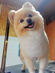 Diamond dog (ulitsa 60 let Komsomola, 3к1), pet salon