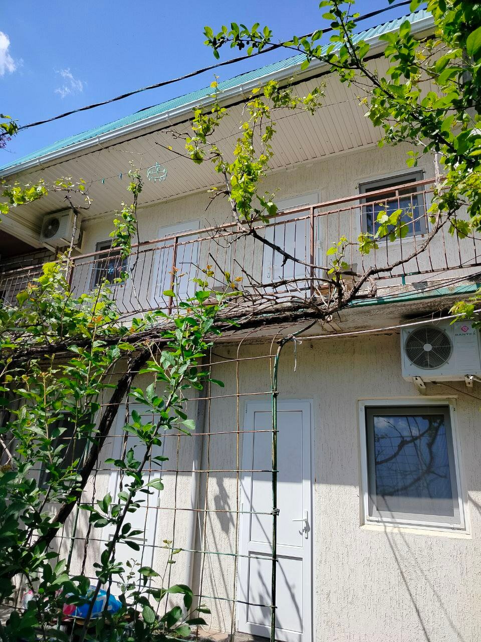 Фото Берёзка