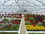 Flower valley (Moscow Region, Odintsovskiy Urban District, Settlement of Podsobnogo Khozyaystva MK KPSS) ، مشتل