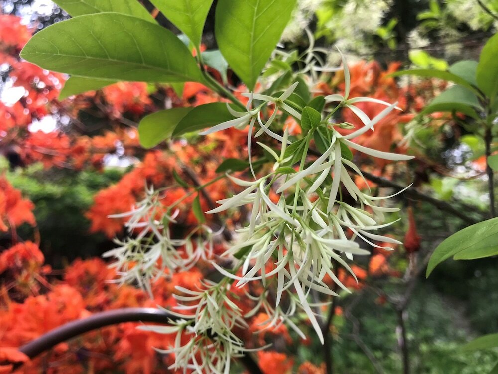 Фото Arden Forest Inn