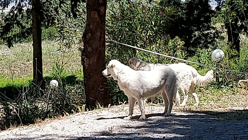 Фото Chiosi Country Club