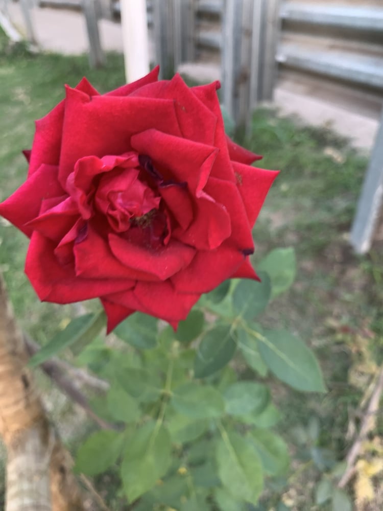 Фото Hotel Daniel