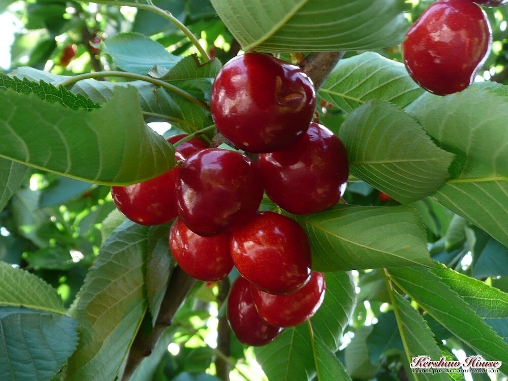 Фото Kershaw House Boutique Accommodation