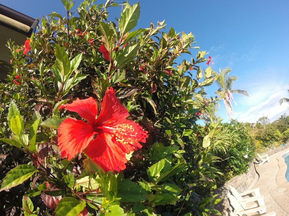 Фото Volivoli Beach Resort