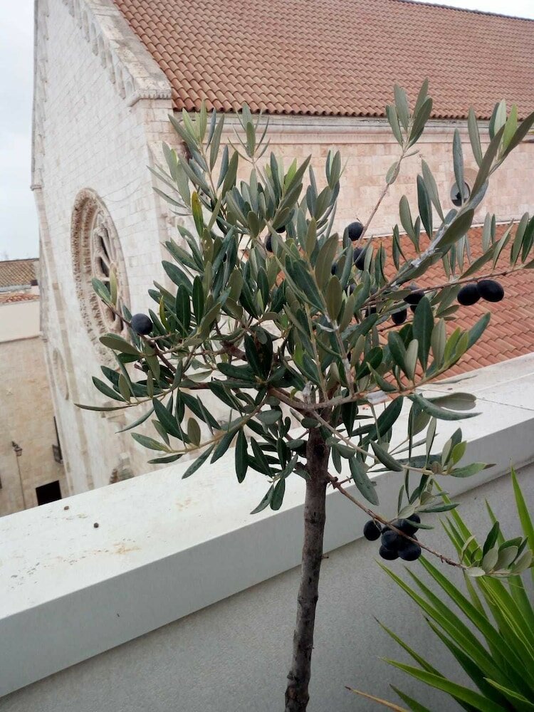 Фото B&b Il Nido delle Rondini