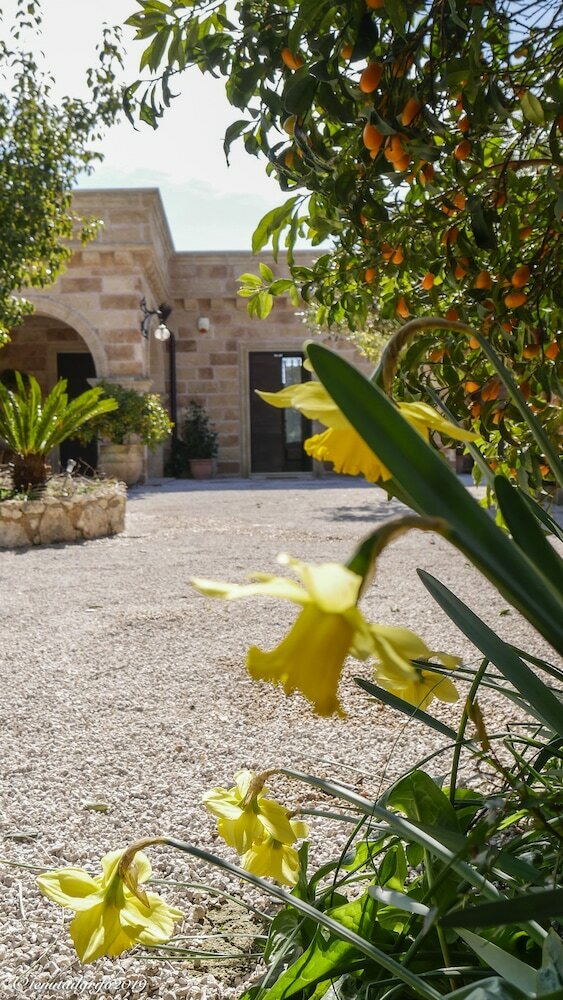 Фото Tenuta il Grifo