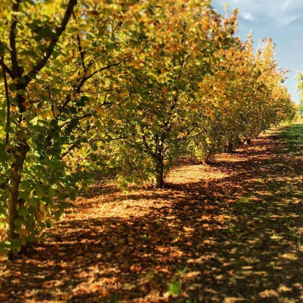 Фото Agriturismo Fonte Abellana