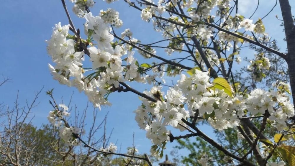 Фото Masseria Borgo del Gallo