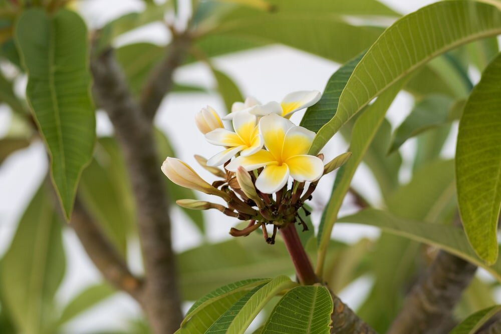 Фото Summer Breeze