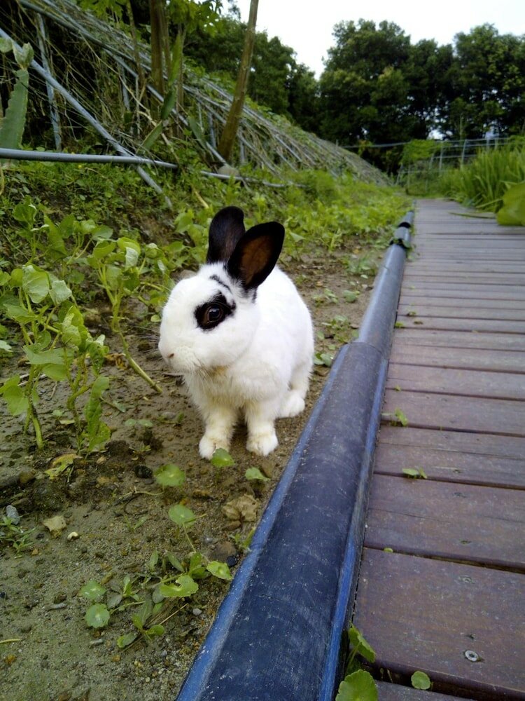 Фото Lily Village