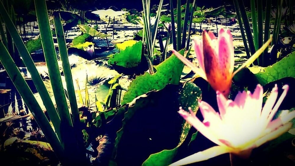 Фото Lily Village