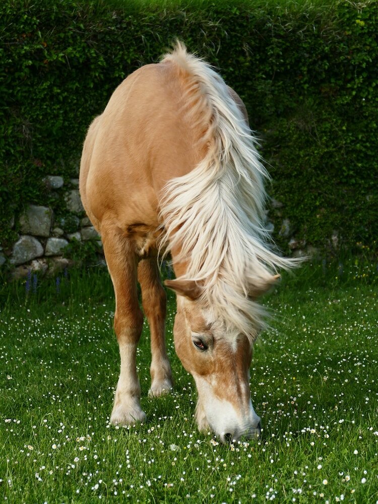 Фото Agriturismo Ai Frati