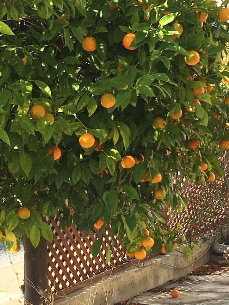 Фото Apartment in Kato Paphos