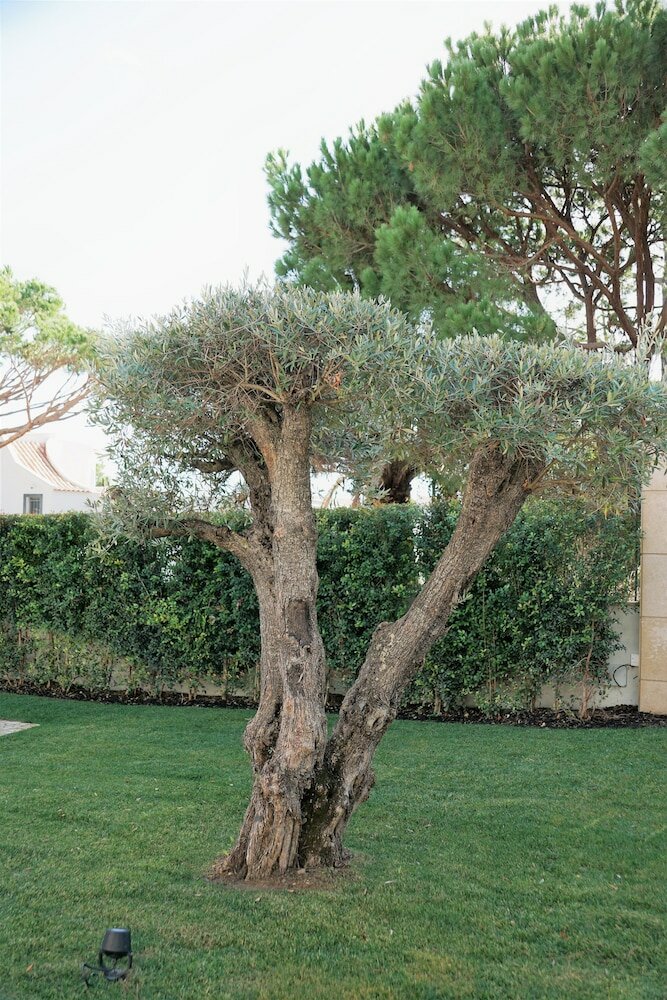 Фото Charming Exceptional Villa in Algarve