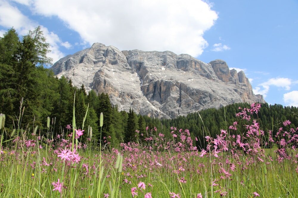 Фото Hotel Alpenrose