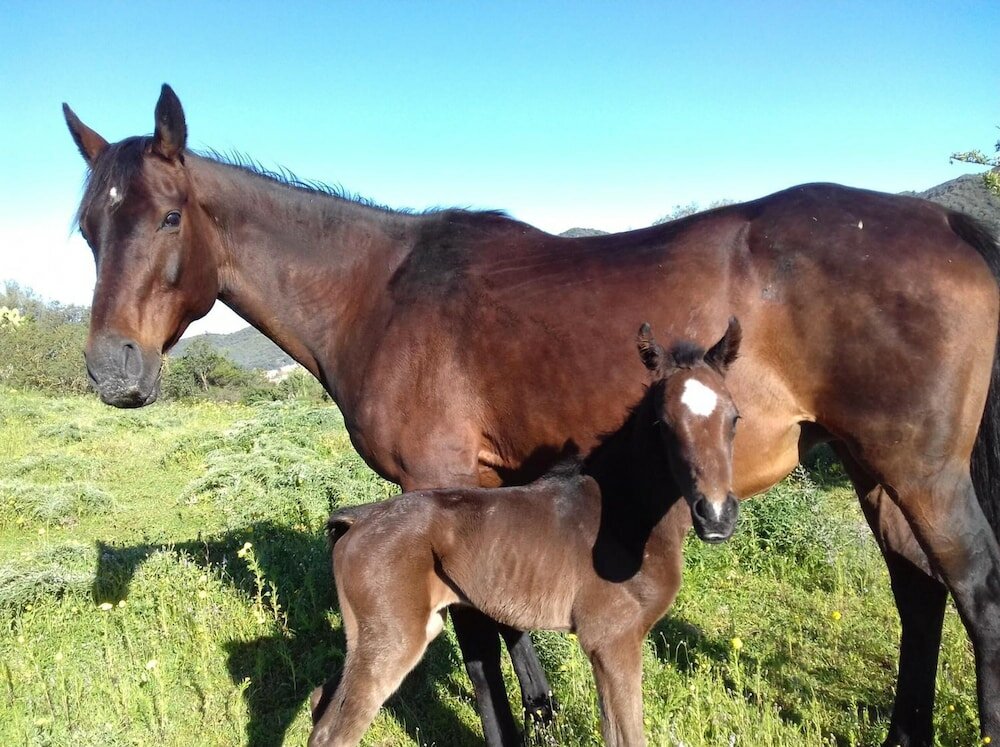 Фото B&b Su Narboni Mannu E4247