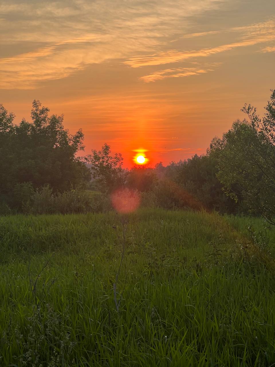 Фото Веселые гуси