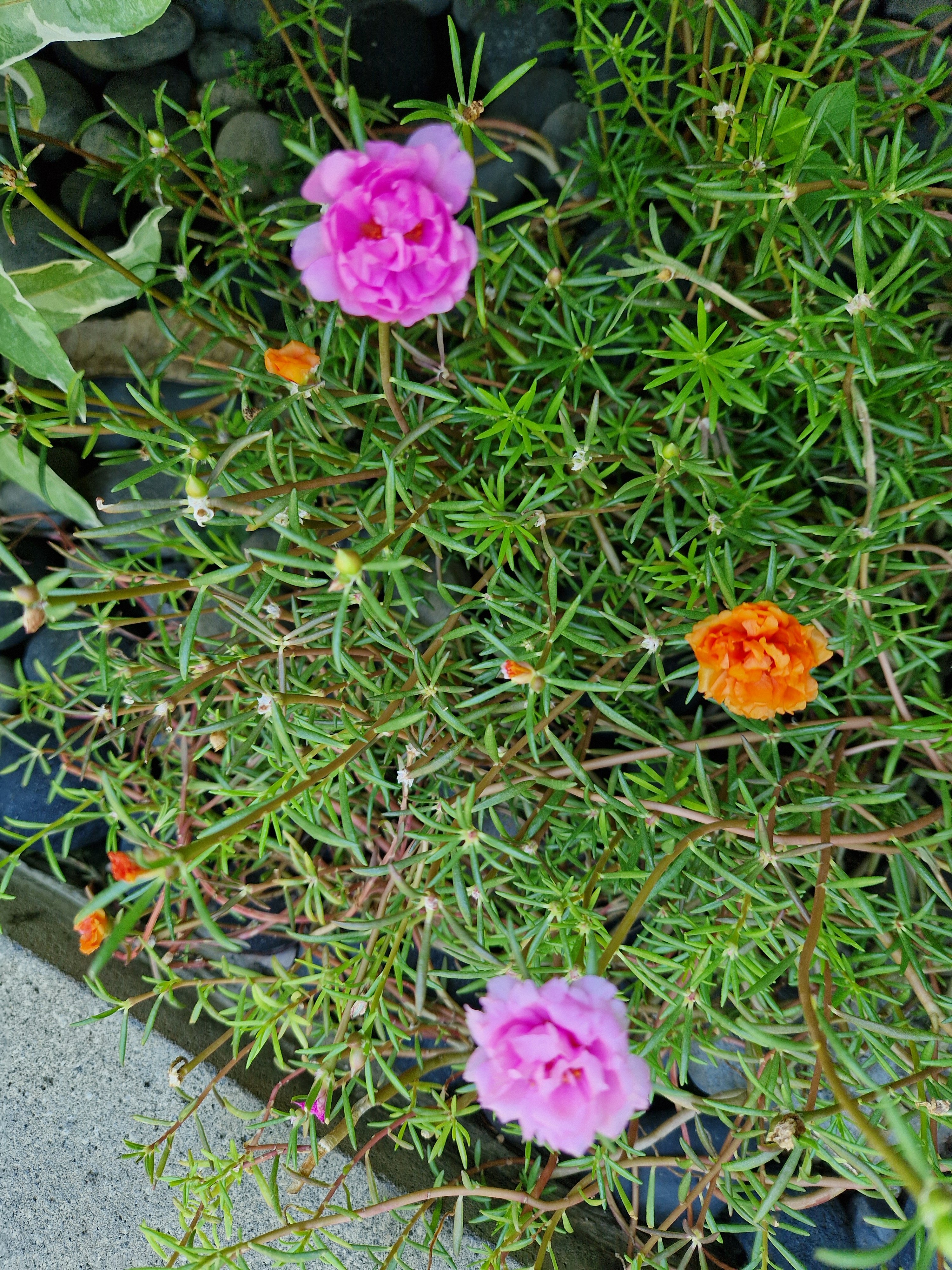 Фото Ellora Villas