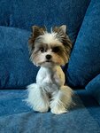 Барбоскин (Adoratskogo Street, 10), salón de mascota, peluquería de animales