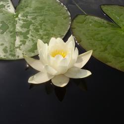 Фото Валдайский теннисный клуб