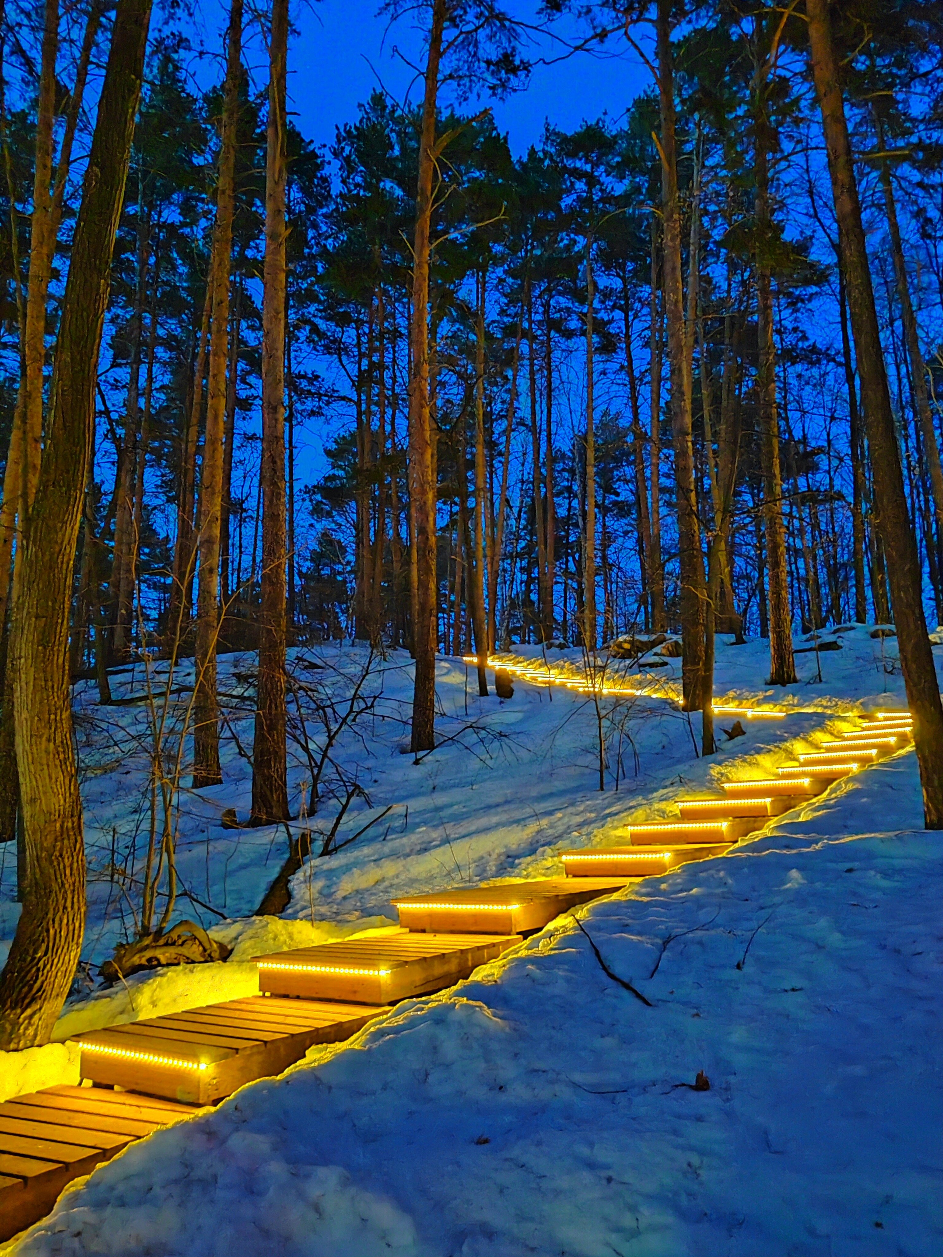 Фото Светлячок