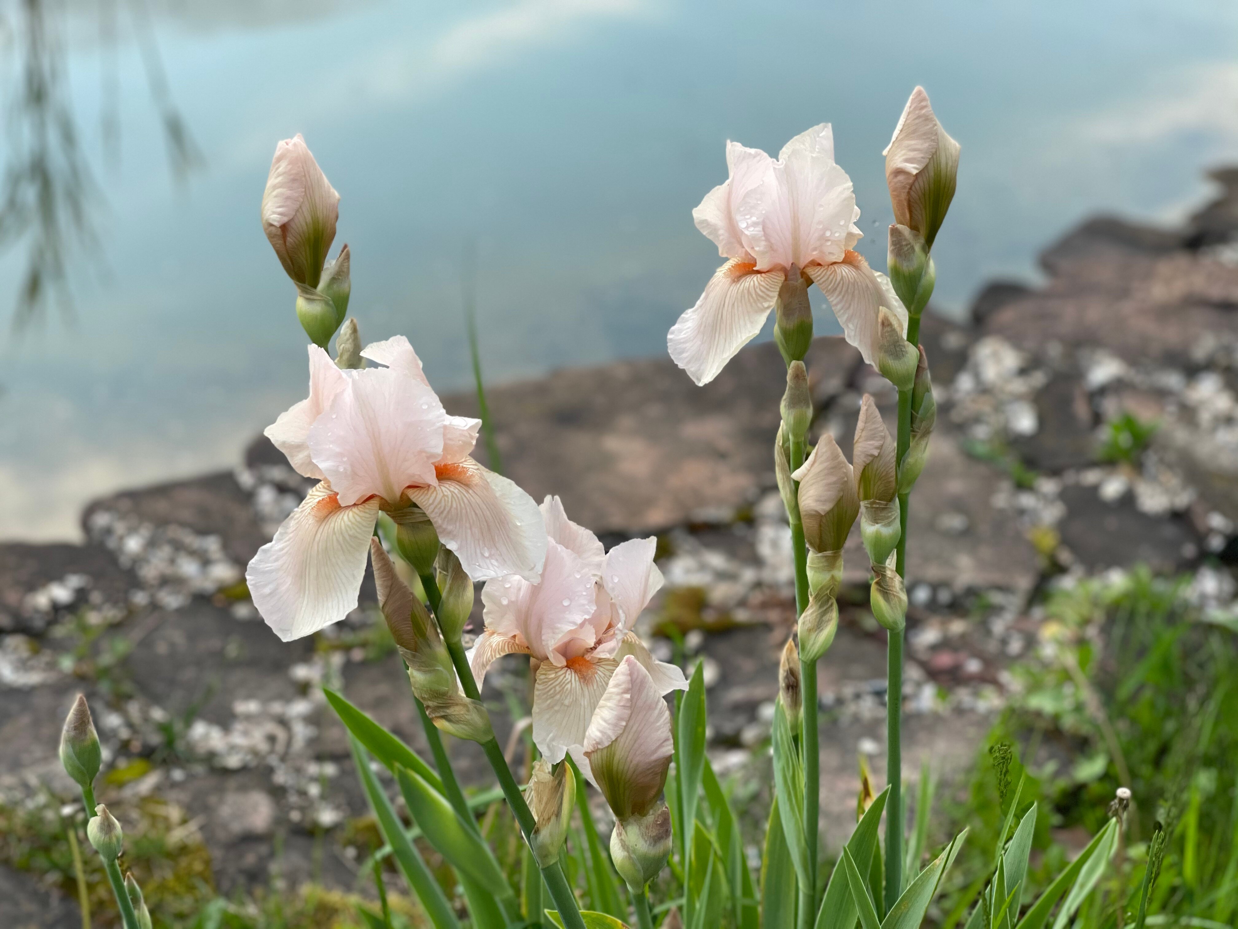 Фото Вилла Lobnya Village