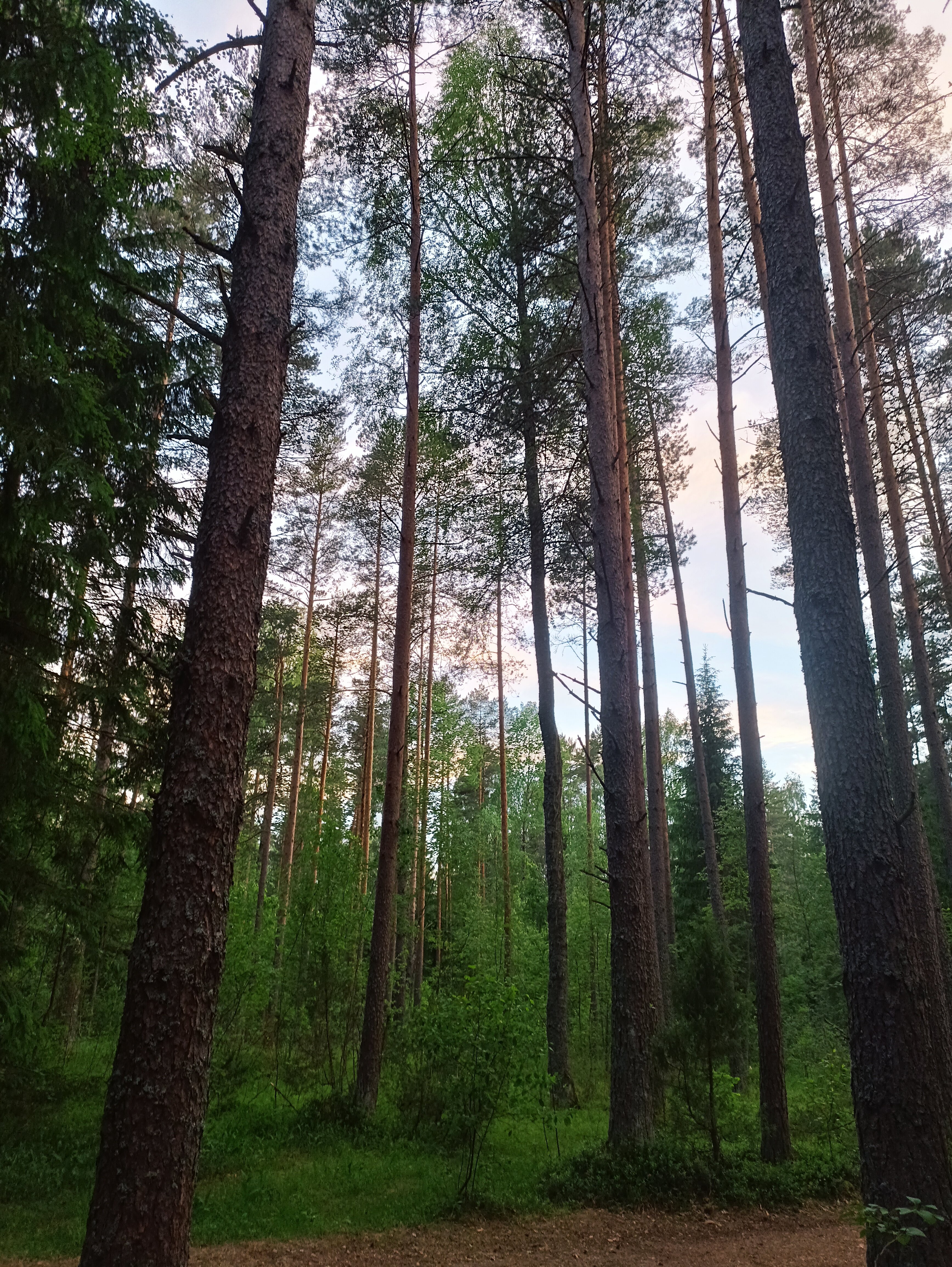 Фото Берёзка