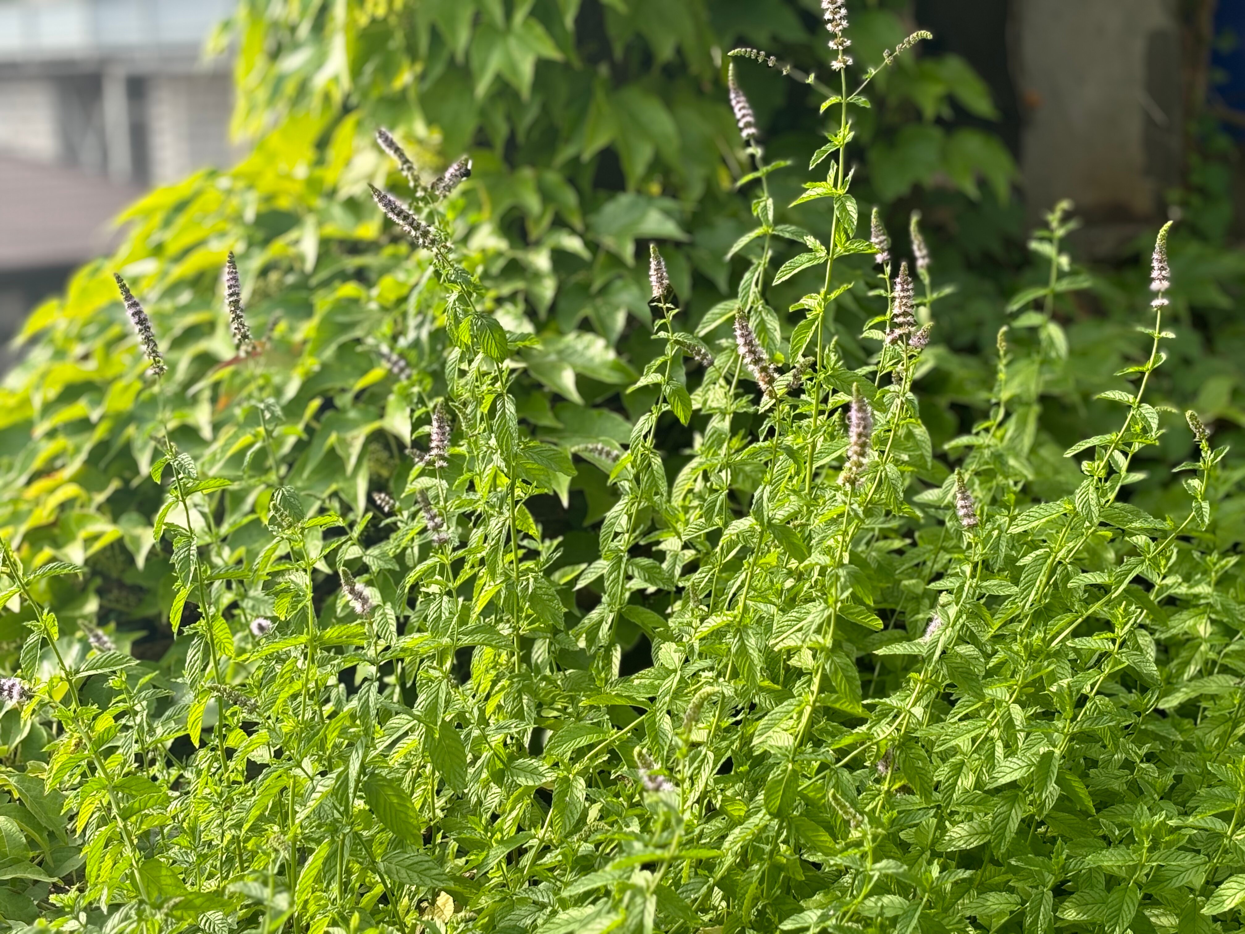 Фото Борсаак