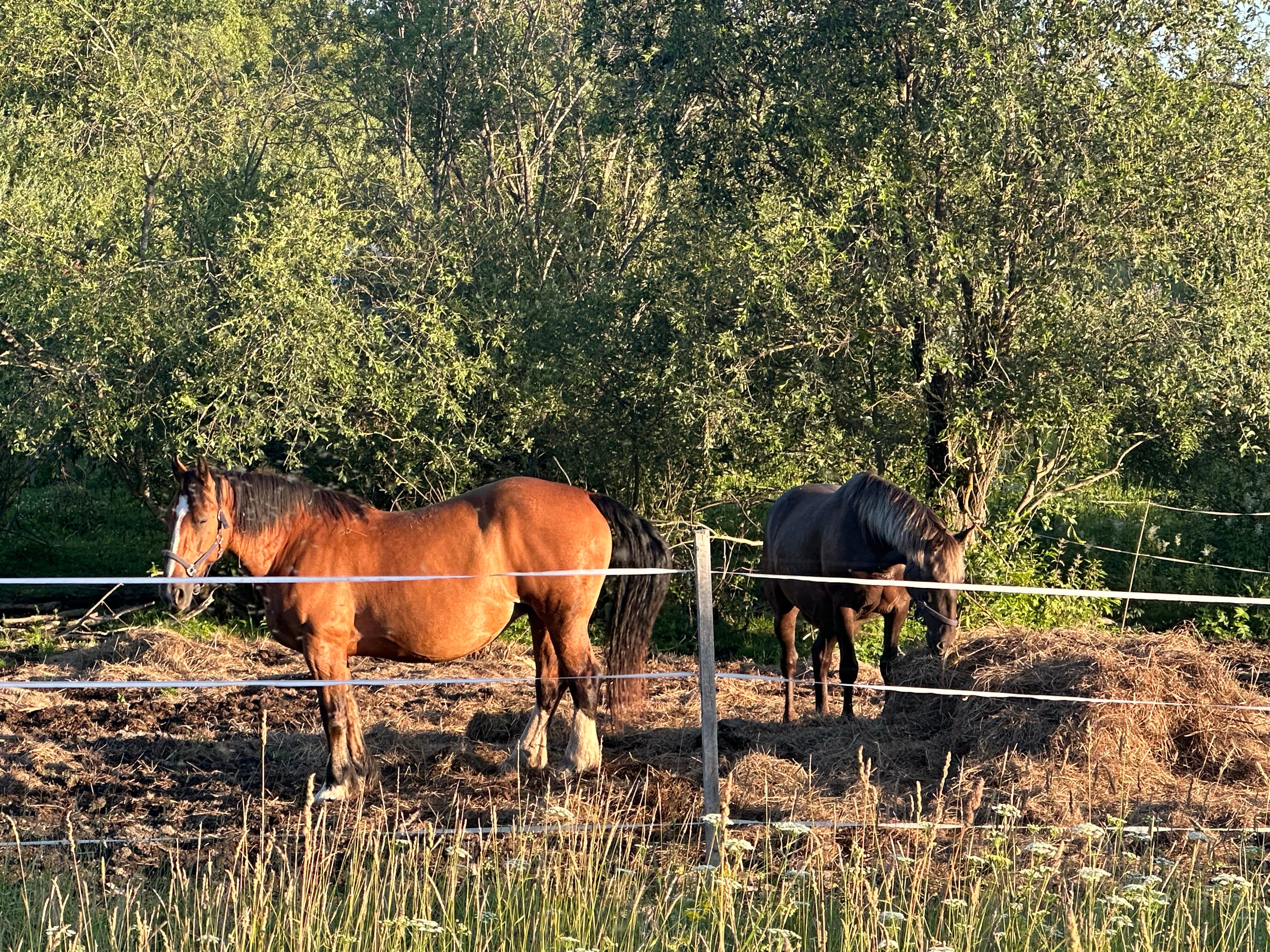 Фото Полянка