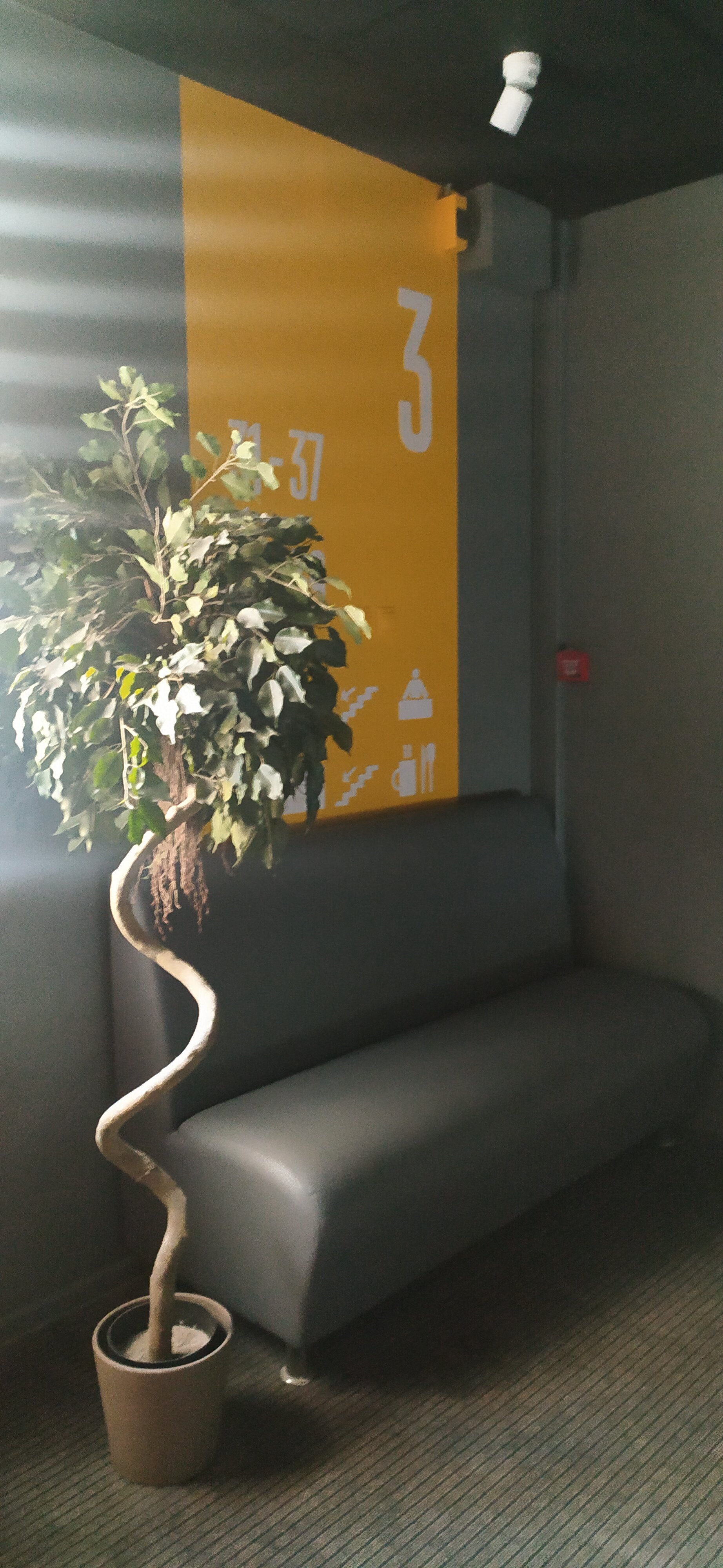 Фото Соловей