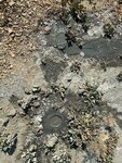 Грязевой вулкан Бугазский (Krasnodar Territory, Temryukskiy Municipal District, Novotamanskoye selskoye poseleniye, posyolok Veselovka), volcano