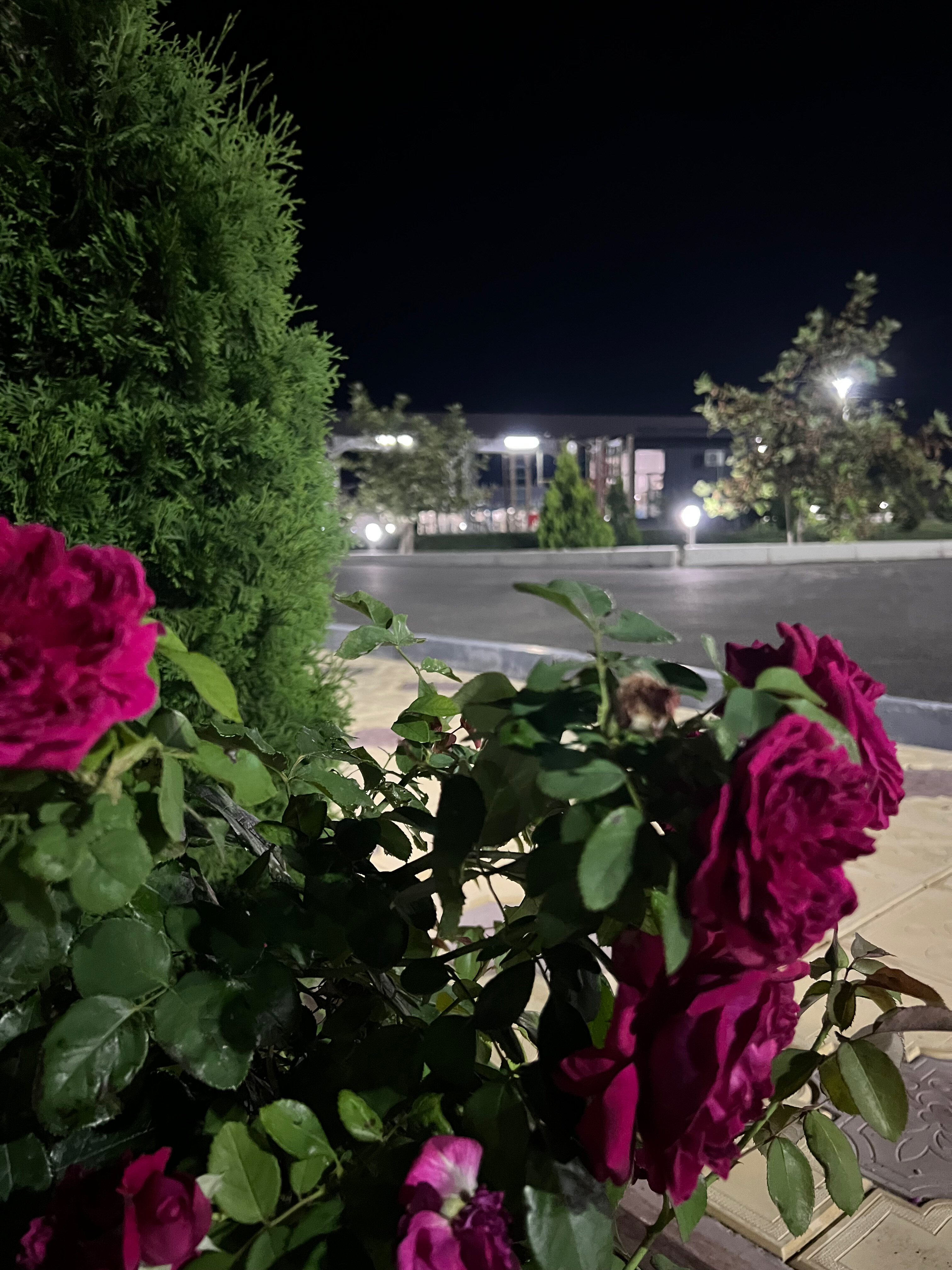 Фото Мамрач