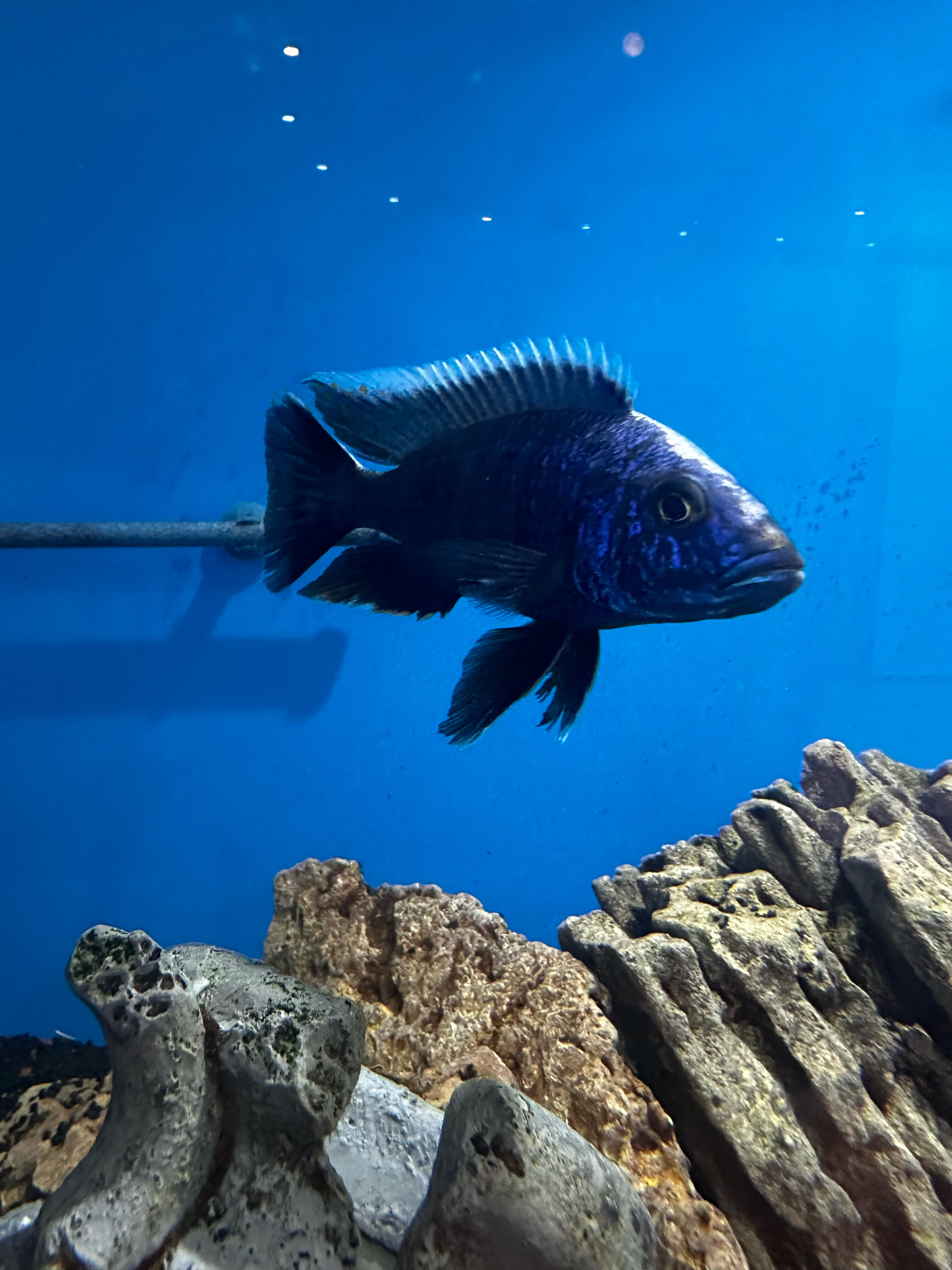 Фото Медовая