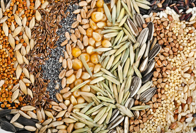 Agricultural enterprise Koppert Biological Control and Pollination, Dosemealti, photo