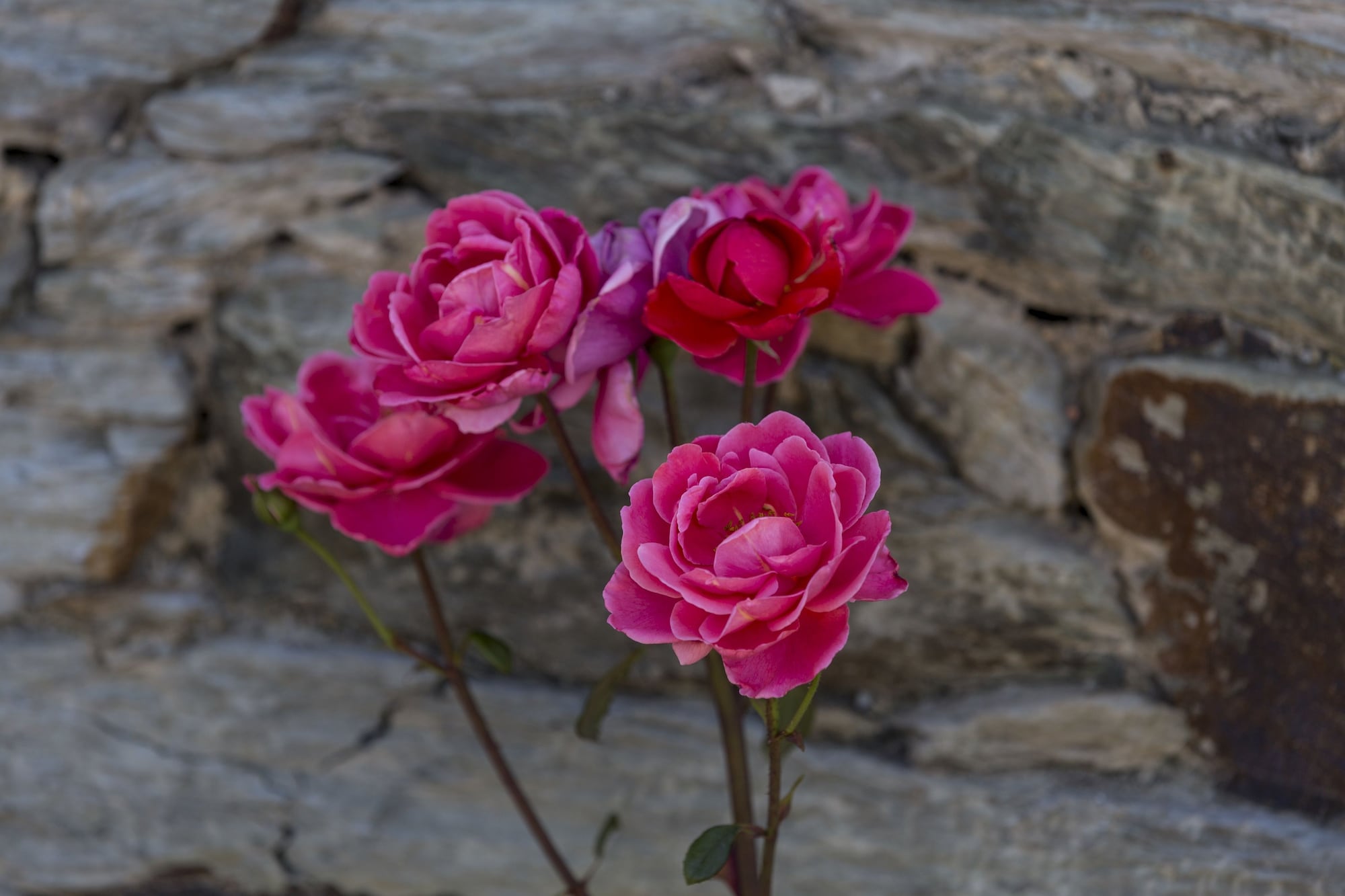 Фото Casa de Casal de Loivos