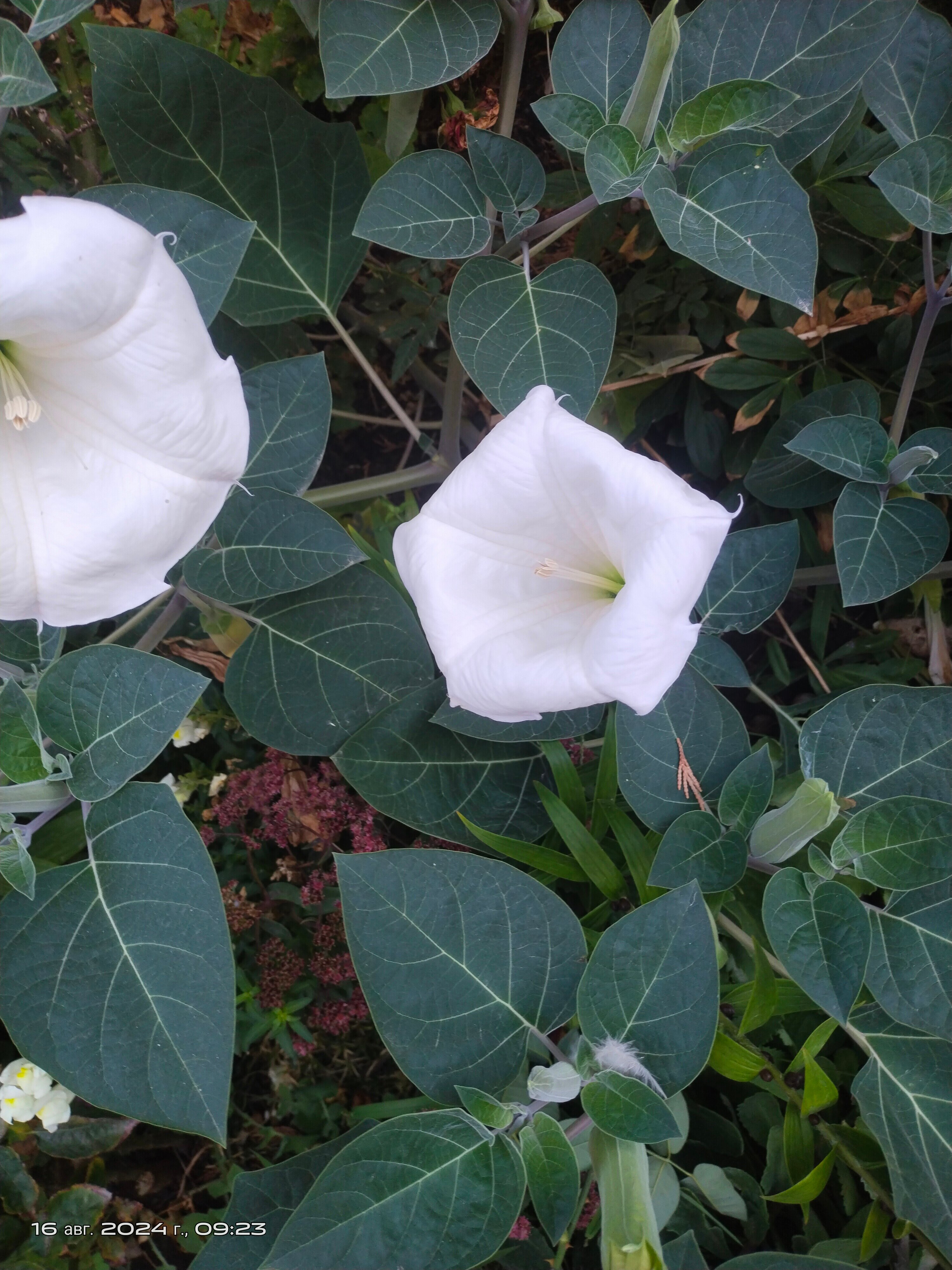 Фото Муравейник