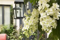 Фото Villa Madame