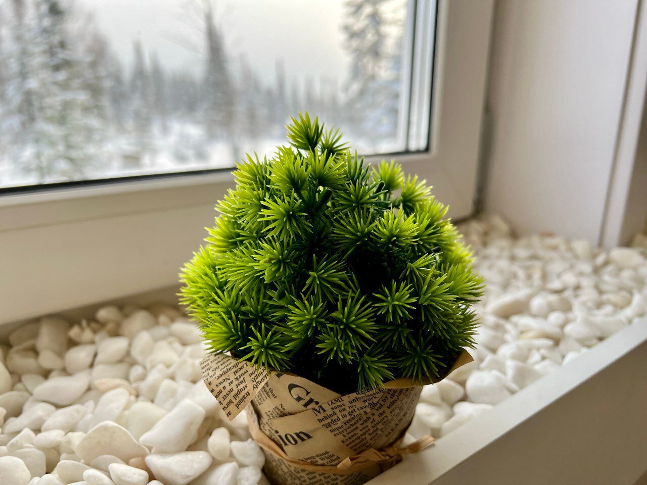 Фото Жемчужина