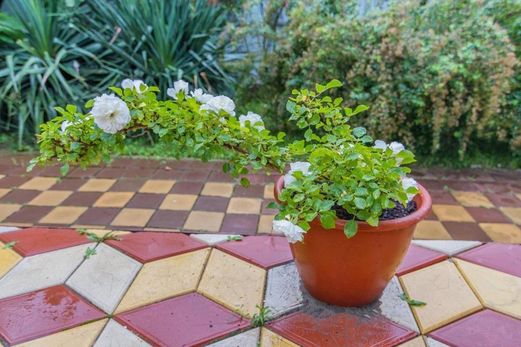 Фото Green House