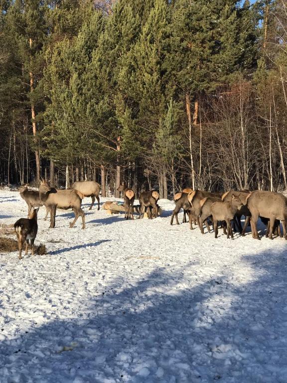 Фото Созвездие Байкала
