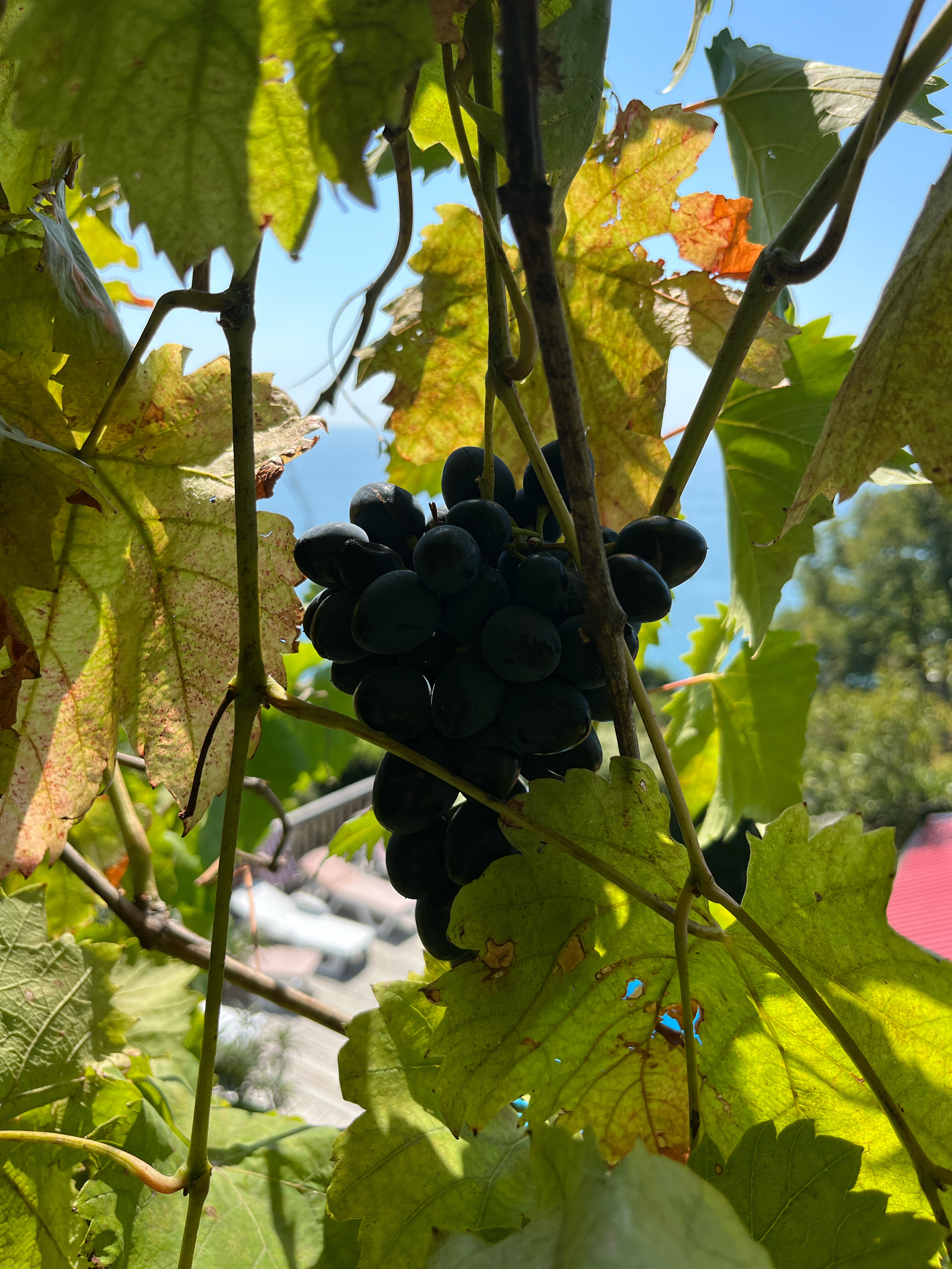 Фото Гостевой дом Ника