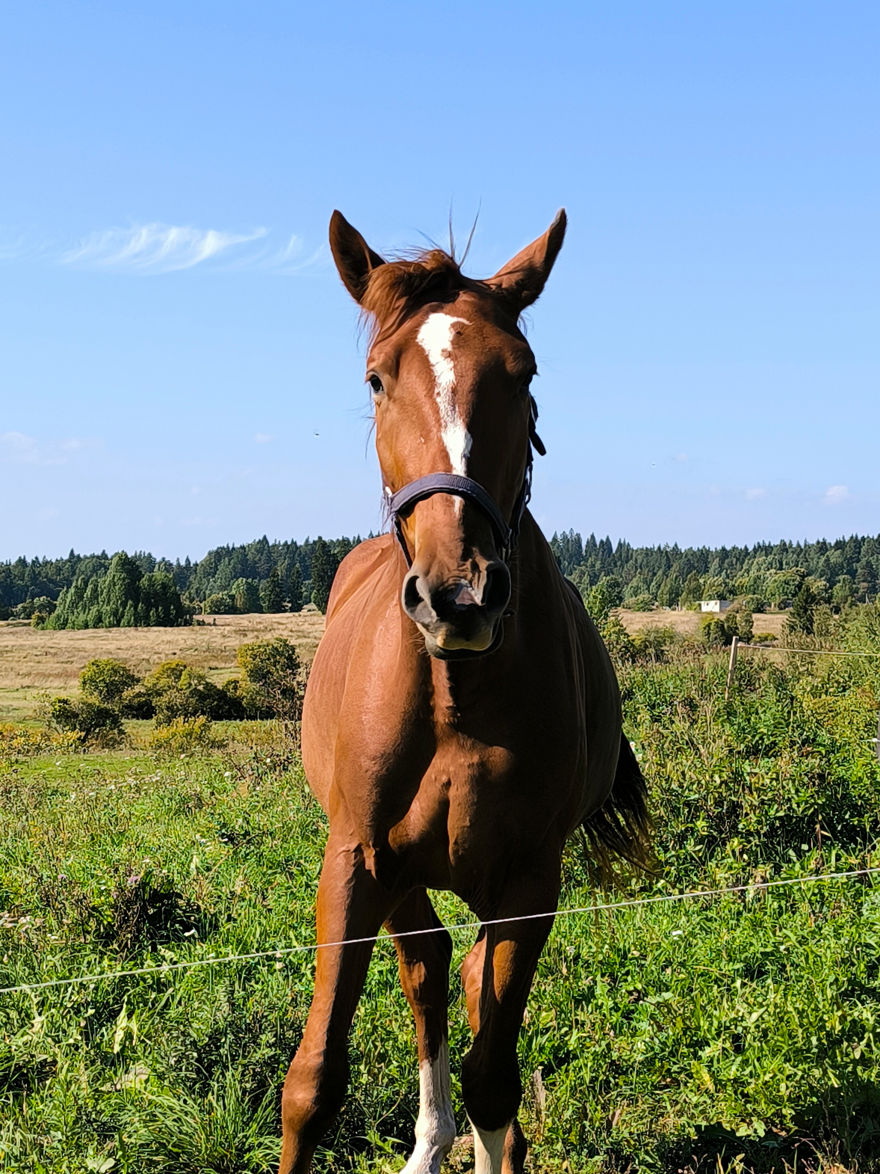 Фото Конюшенный двор