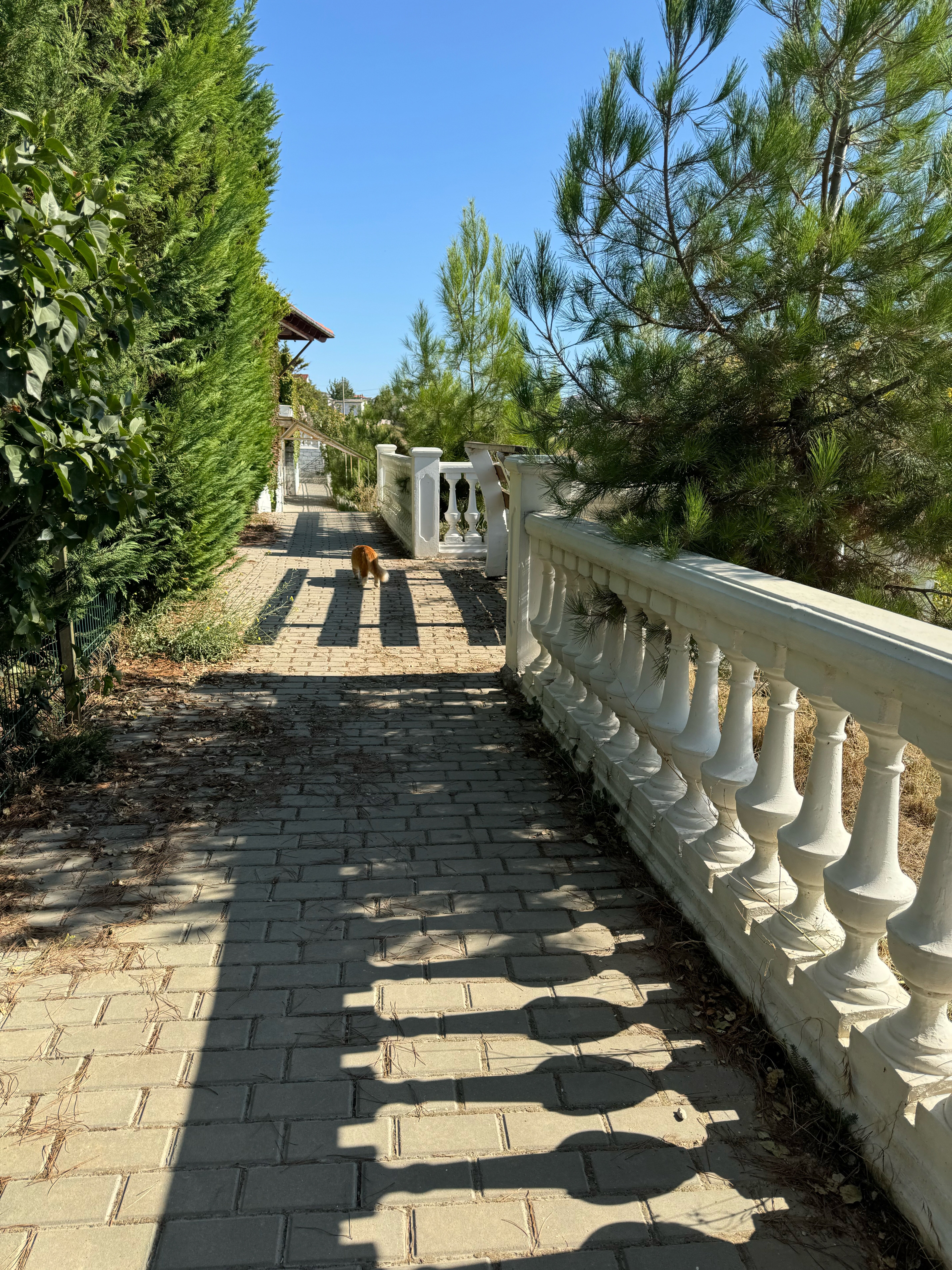 Фото Каравелла