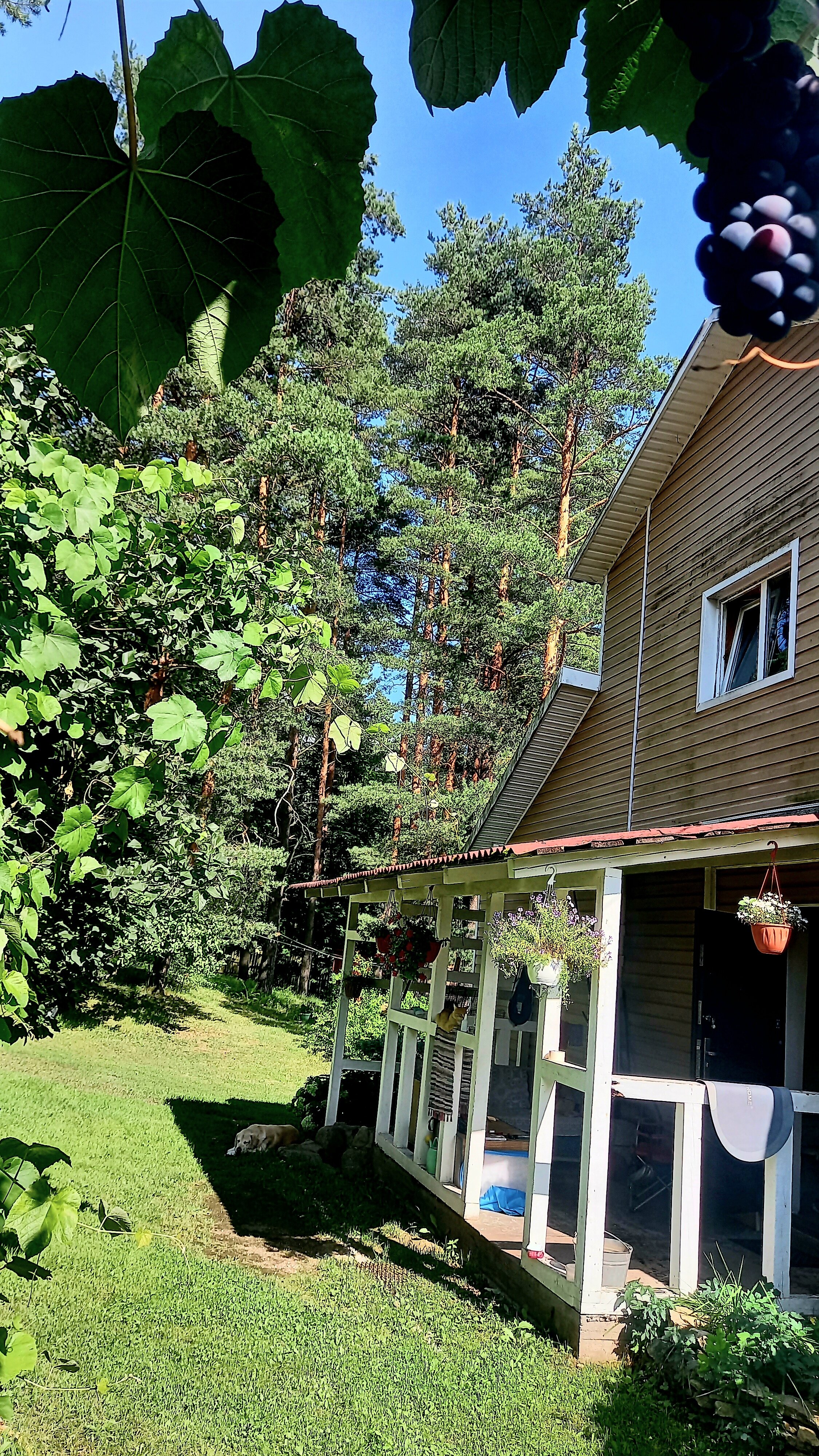 Фото Дом у сосен