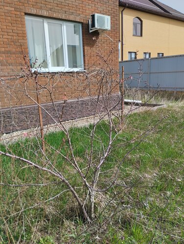 Гостевой дом на Пластунской  фото 2